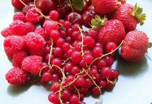 109918_rote-grutze1